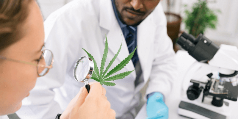 Cannabis Medicinal no Brasil: uma modalidade de tratamento em ascensão