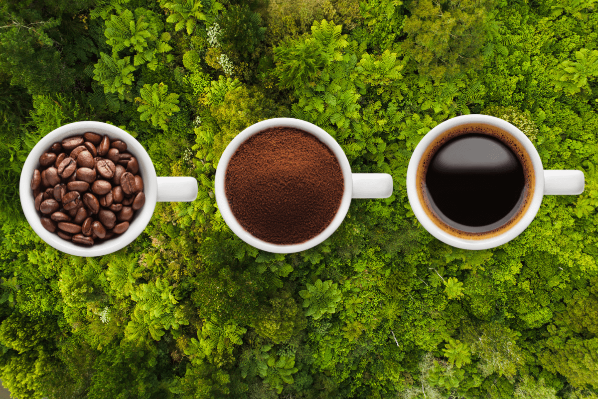 Nestlé adota produção de café com práticas ambientais