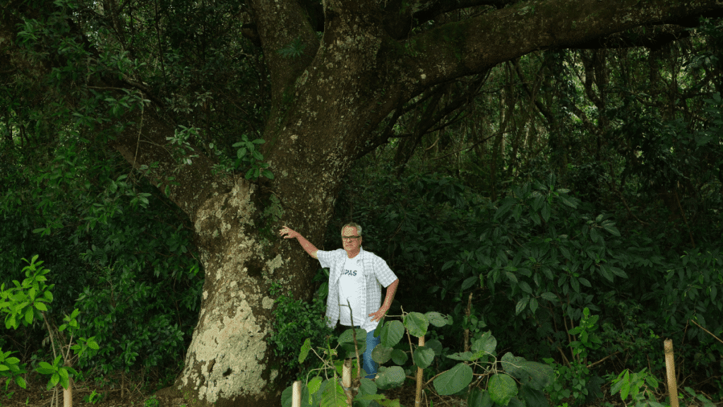 eflorestamento-sustentavel-no-Brasil-com-arvores-rastreadas-1024x576 Fazenda Copaíba transforma preservação ambiental em ativo rastreável para empresas e investidores