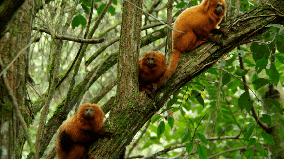 Parque Ecológico Mico-Leão-Dourado em Silva Jardim, Rio de Janeiro