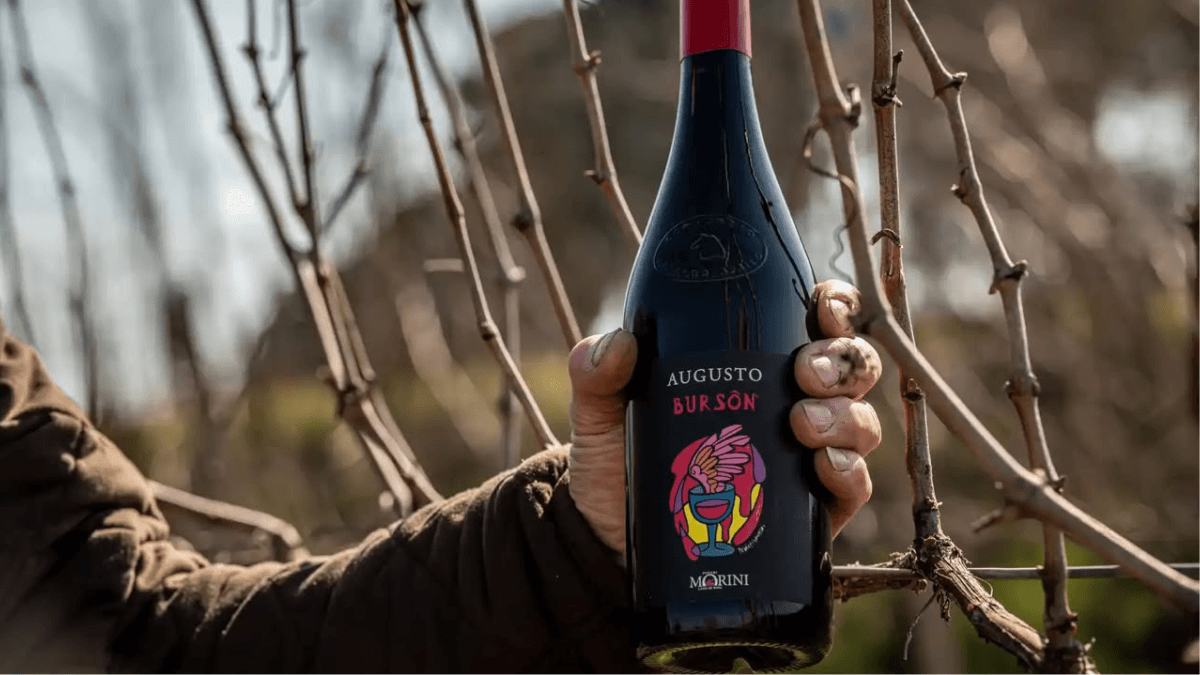 Mão de agricultor segurando garrafa de vinho Poderi Morini diante de vinhedo