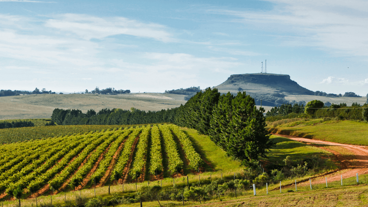 Vinhedo da Miolo Wine Group em área de produção de uvas