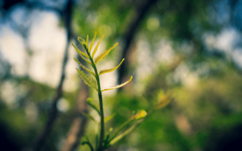 VIVO-ODS-rkscqp73pg2ehfjz6awap288r6sipv7tmk999jswp4 Home V3