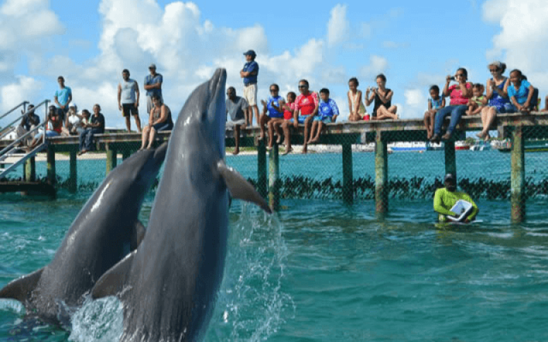 anguilla-caribe-qllhp52jrobit5gdskhadl6tqk02o3ea1y5ki6fvk8 Home V3