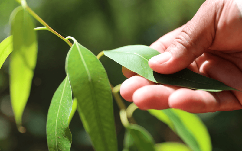 bracell-rlrqsecoqor0sj2gpi4ayigboulmzdv18ozq8k9vgo Home V3