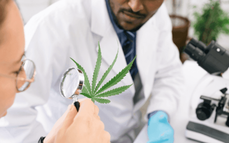 cannabis-medicinal-curso-medicos-e-dentistas-do-sus-qw8uhbvrjknmlasg4ac0rq4efp3ghyva965plibyx4 Home V3