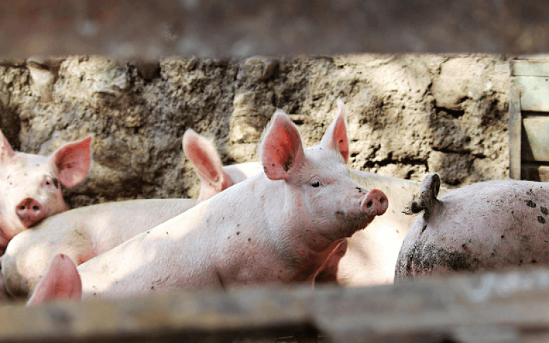 jbs-compromisso-removido-sbti-qkxbnkfr0tg47nscs59yxz84561ry7x7ejznv98zns Home V3