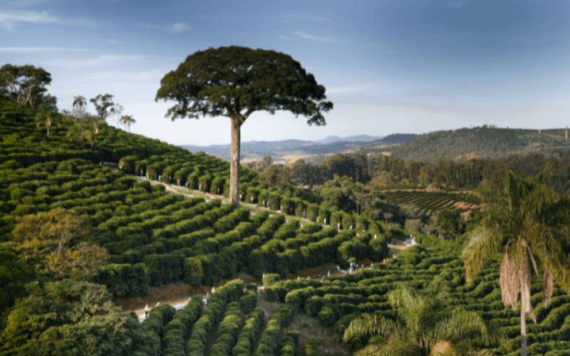 orfeu-cafe-rlra90exrjpksdwgcn6k398dvj6sdb7sdsunvx26q0 Home V3