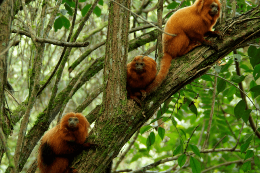 parque-ecologico-mico-leao-dourado-area-patrimonio-vida-selvagem-rrdsypuq5u9knjz7dsw49113ajc9b13by88hen0pkg Home V3